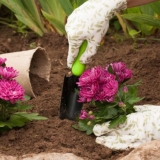 Sadnja krizantema u proljeće u zemlju: kada saditi i kako se brinuti